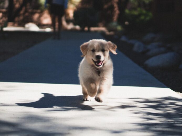 short-coated beige puppy