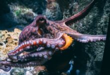 brown and black dragon in water