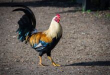 white rooster standing on ground