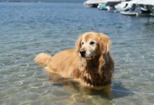 golden retriever puppy sitting on the beach during daytime