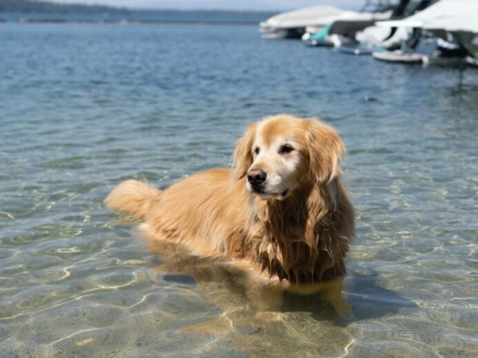 golden retriever puppy sitting on the beach during daytime