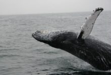 photo of whale