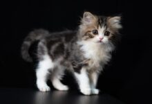 white and brown kitten on black table