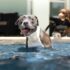 black and white american pitbull terrier mix puppy on water