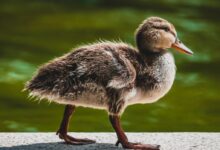 brown duckling near water