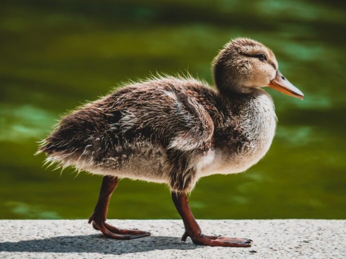 brown duckling near water