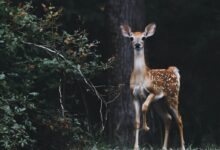 brown deer beside plants
