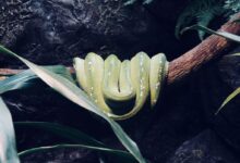 green snake on tree branch