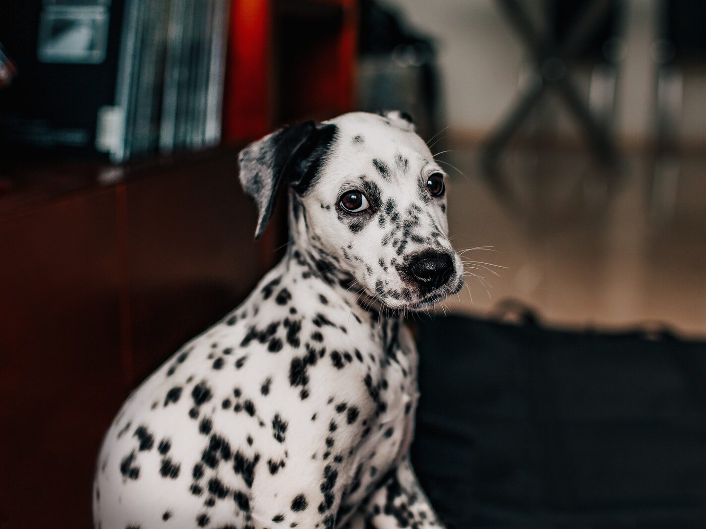 - NeposlušnéTlapky black and white dalmatian dog