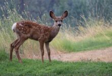 brown deer standing on green grass field