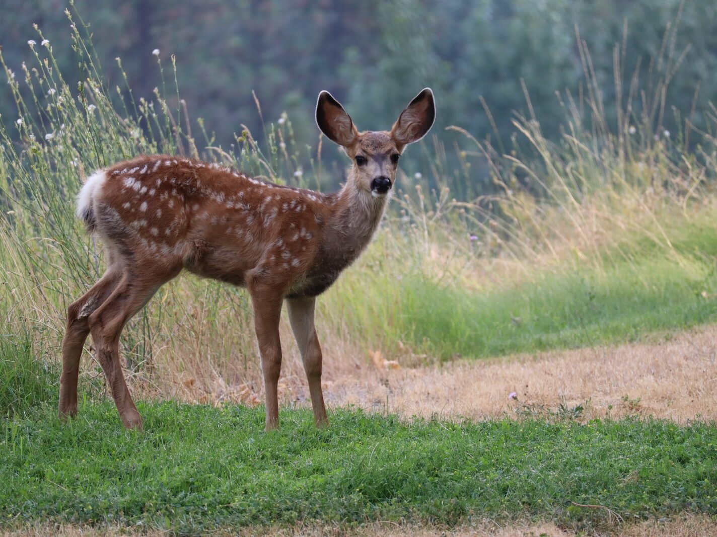brown deer standing on green grass field