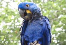 blue and yellow macaw on brown tree branch during daytime