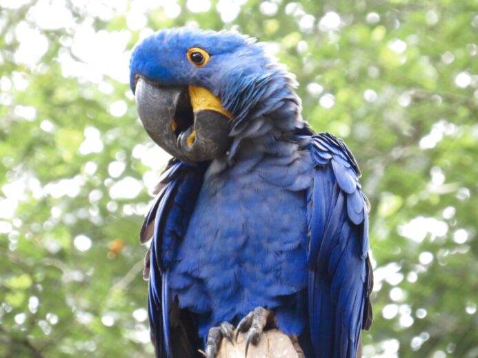 blue and yellow macaw on brown tree branch during daytime