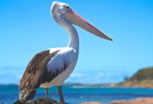 white and black pelican perched on brown island during day