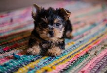 short-coated tan and black puppy close-up photography