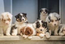 long-coated white puppy litter