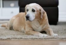 yellow labrador retriever lying on floor