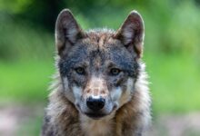 brown and black wolf on green grass during daytime