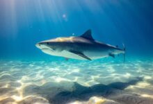 black shark underwater photo