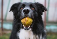 black and white border collie with tennis ball in mouth closeup photography