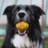 black and white border collie with tennis ball in mouth closeup photography