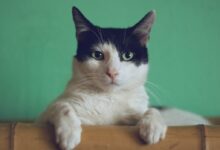black and white cat lying on brown bamboo chair inside room