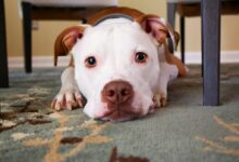 dog laying on area rug
