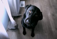short-coated black dog sitting