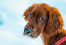 long-coated brown dog closeup photography