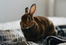 brown rabbit on gray textile