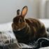 brown rabbit on gray textile