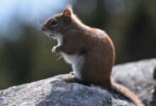 brown rodent on top of gray rock