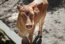 brown cattle calf