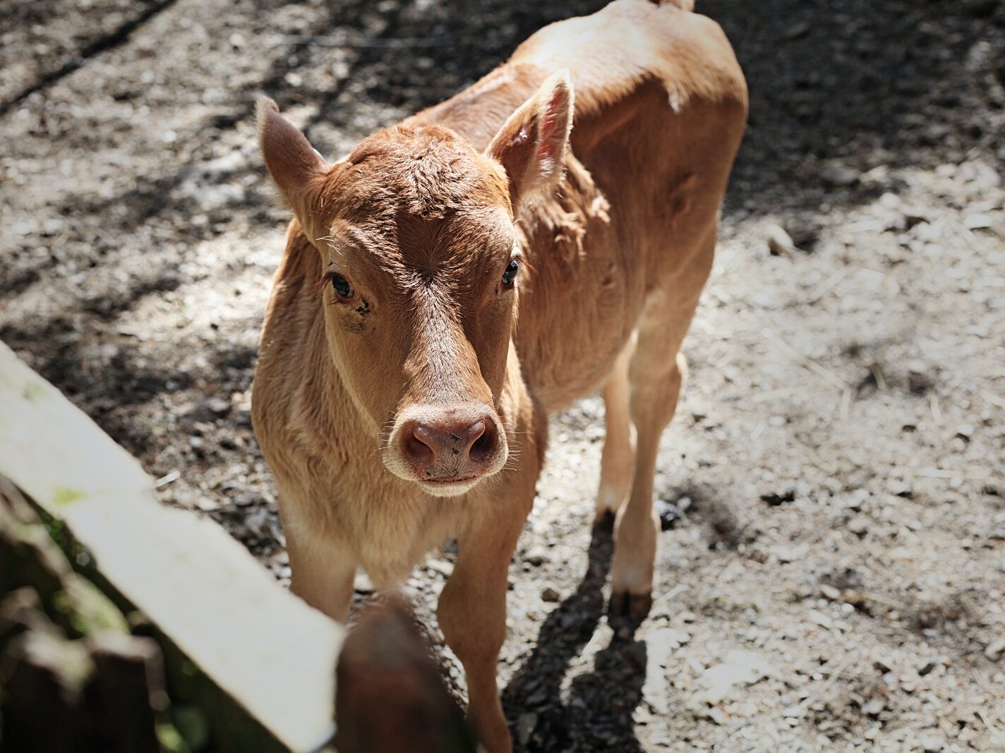 brown cattle calf