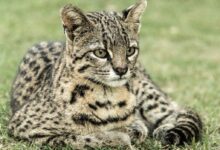 brown and black leopard lying on green grass during daytime