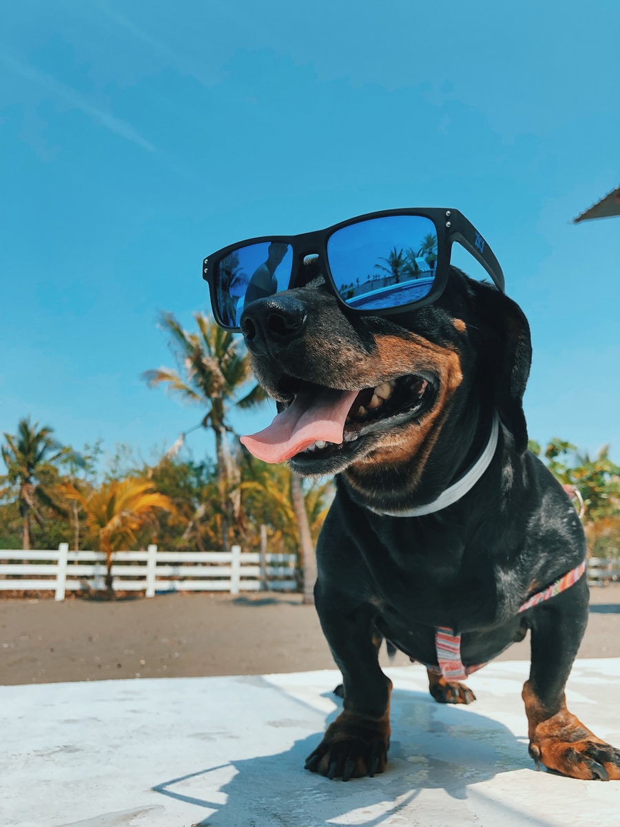 short-coated black dog wearing sunglasses