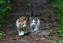 white brown and black cat on brown dried leaves