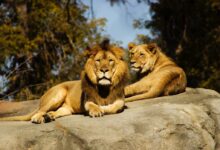 shallow focus photography of lion and lioness