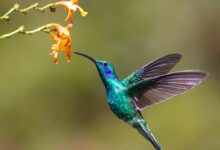 hummingbird near flower