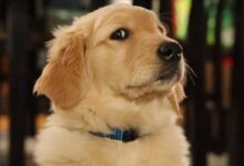 golden retriever puppy with blue collar