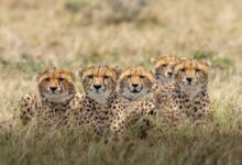brown and black cheetah on brown grass field during daytime