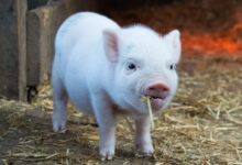 white piglet chewing hay
