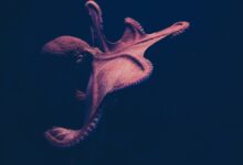 brown octopus on black surface