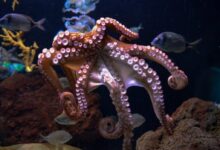 brown octopus