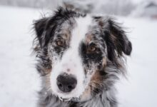short-coated white and black dog