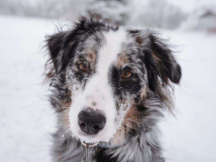 short-coated white and black dog
