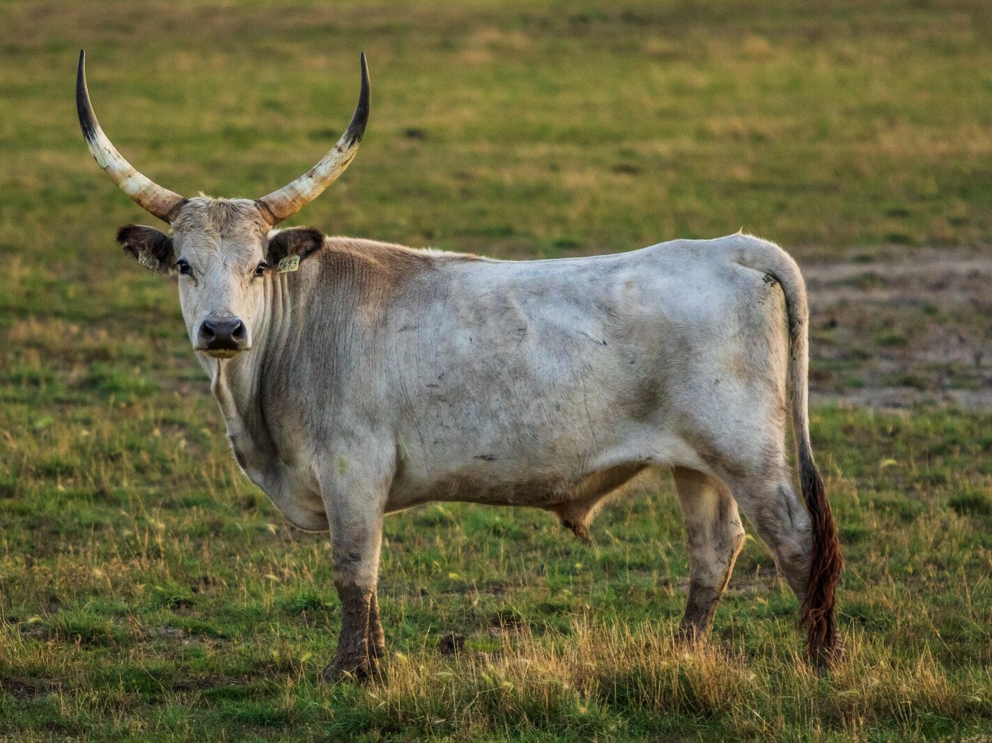 white and brown cattle