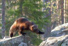 shallow focus photo of brown animal