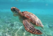 brown sea turtle