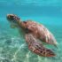 brown sea turtle